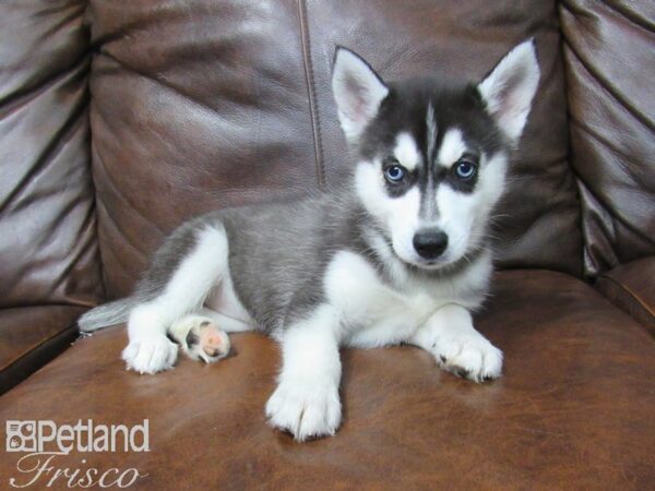 Siberian Husky DOG Female Black & White 25040 Petland Frisco, Texas