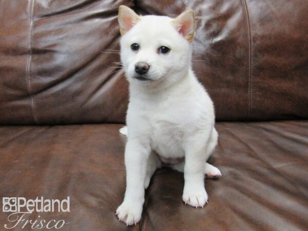 Shiba Inu-DOG-Female-Cream-25039-Petland Frisco & Mckinney, Texas