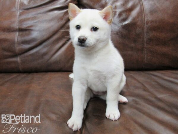 Shiba Inu DOG Female Cream 25039 Petland Frisco, Texas