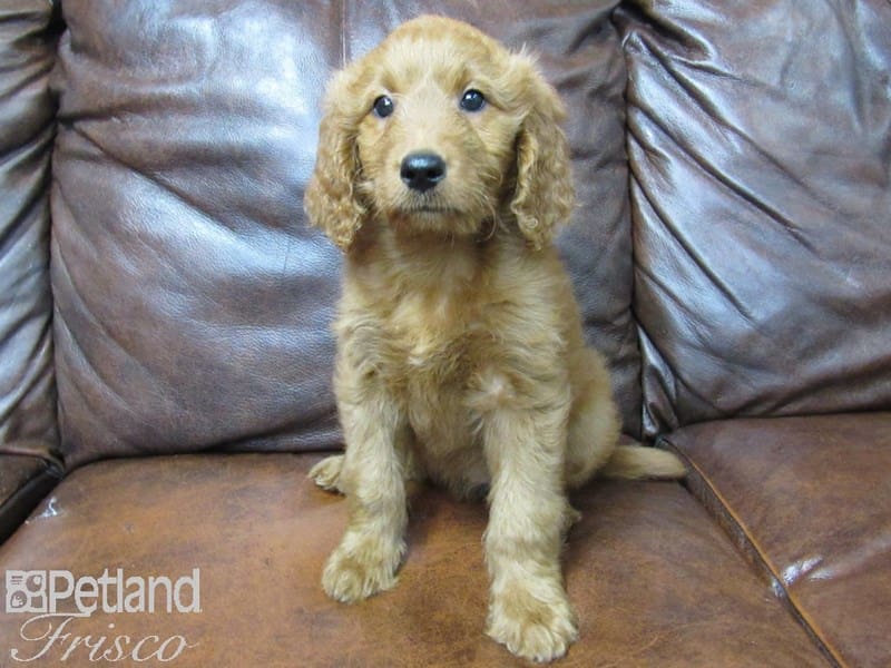 Goldendoodle-DOG-Female-Dark Golden-2661198-Petland Frisco, Texas