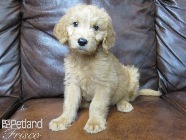 Goldendoodle DOG Male Dark Golden 25035 Petland Frisco, Texas