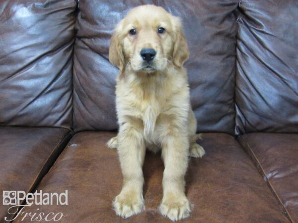 Golden Retriever DOG Male Golden 25033 Petland Frisco, Texas