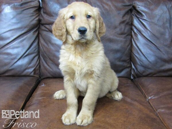 Golden Retriever DOG Male Golden 25032 Petland Frisco, Texas