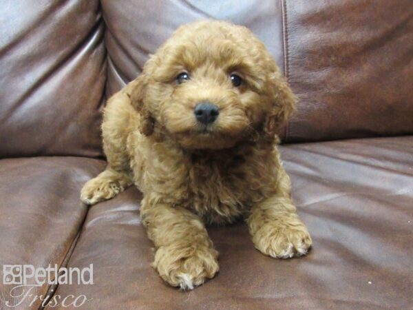 Goldendoodle Mini 2nd Gen DOG Male Red 25028 Petland Frisco, Texas