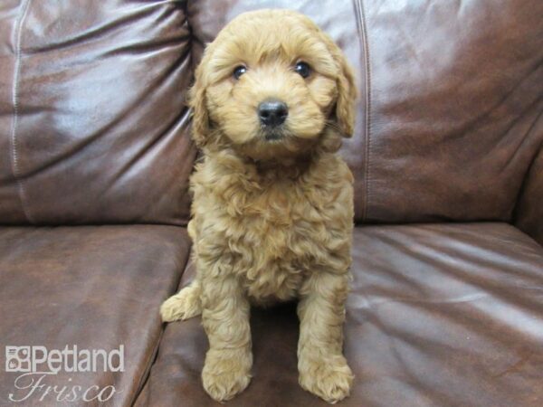 Goldendoodle Mini 2nd Gen DOG Female Red 25027 Petland Frisco, Texas