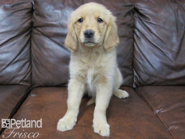 Golden Retriever-DOG-Female-Golden-25022-Petland Frisco, Texas