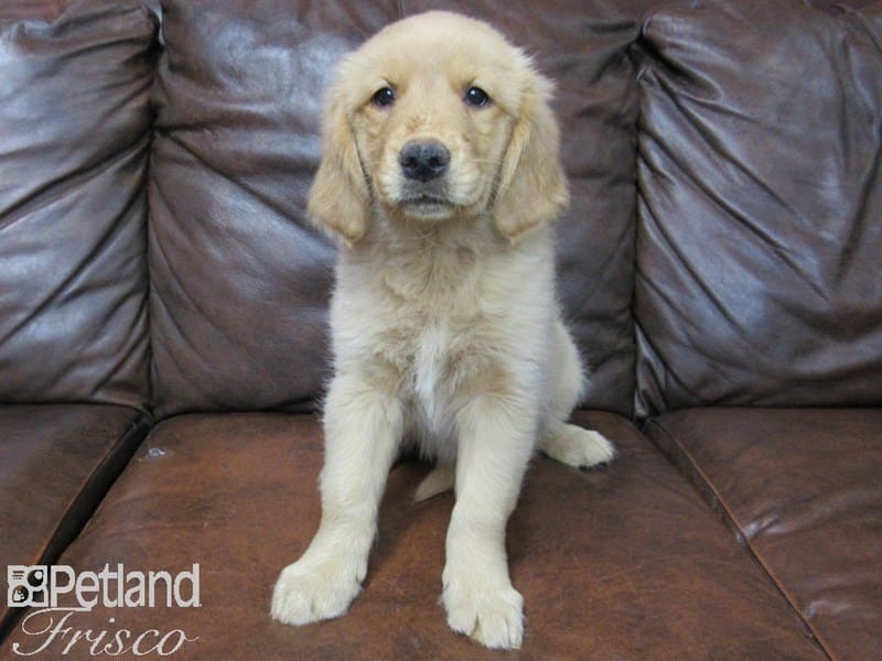 Golden Retriever-DOG-Female-Golden-2661176-Petland Frisco, Texas