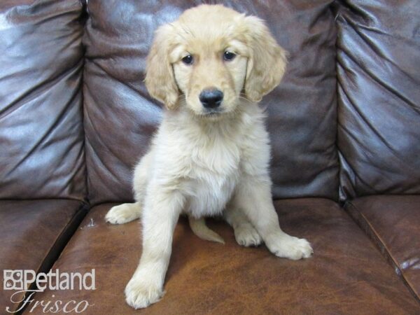 Golden Retriever DOG Female Golden 25021 Petland Frisco, Texas