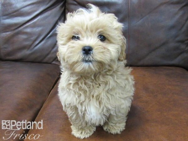 Shih Poo-DOG-Male-Cream-25079-Petland Frisco & Mckinney, Texas