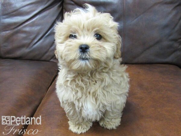 Shih Poo DOG Male Cream 25079 Petland Frisco, Texas