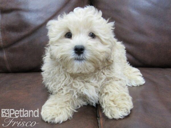 Shih Poo-DOG-Male-Cream-25078-Petland Frisco & Mckinney, Texas