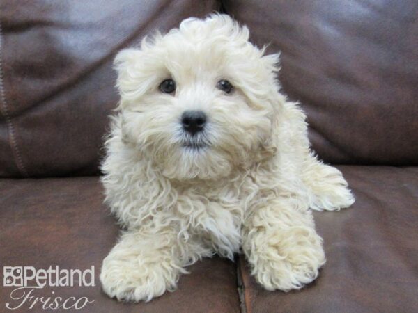 Shih Poo DOG Male Cream 25078 Petland Frisco, Texas