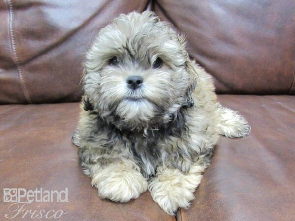 Shih Poo DOG Male Brown 25077 Petland Frisco, Texas