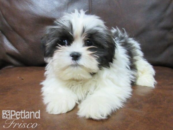 Shih Tzu DOG Male White and Brown 25076 Petland Frisco, Texas