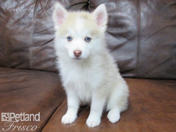 Pomsky DOG Male White & Brown 25075 Petland Frisco, Texas