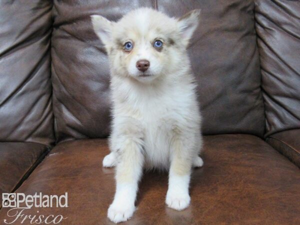 Pomsky DOG Female Red Merle 25074 Petland Frisco, Texas