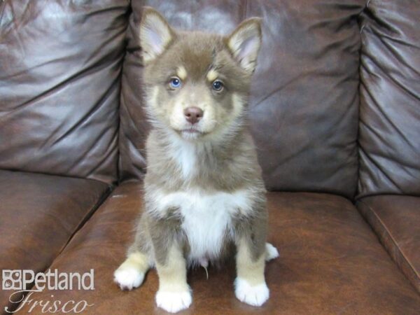 Pomsky DOG Male Red & Brown 25073 Petland Frisco, Texas