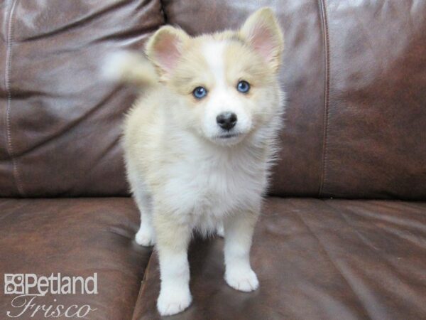 Pomsky DOG Female Cream 25071 Petland Frisco, Texas