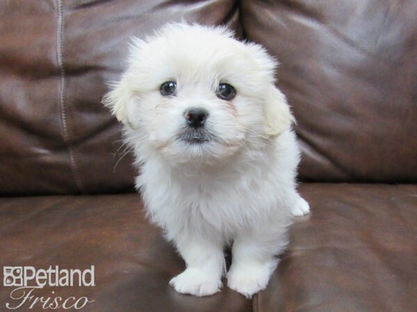 Maltipeke-DOG-Male-White-25070-Petland Frisco & Mckinney, Texas
