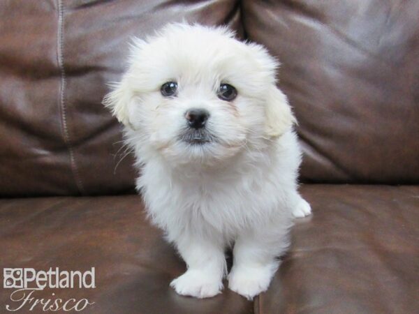 Maltipeke DOG Male White 25070 Petland Frisco, Texas