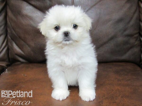 Maltipeke DOG Female White 25068 Petland Frisco, Texas