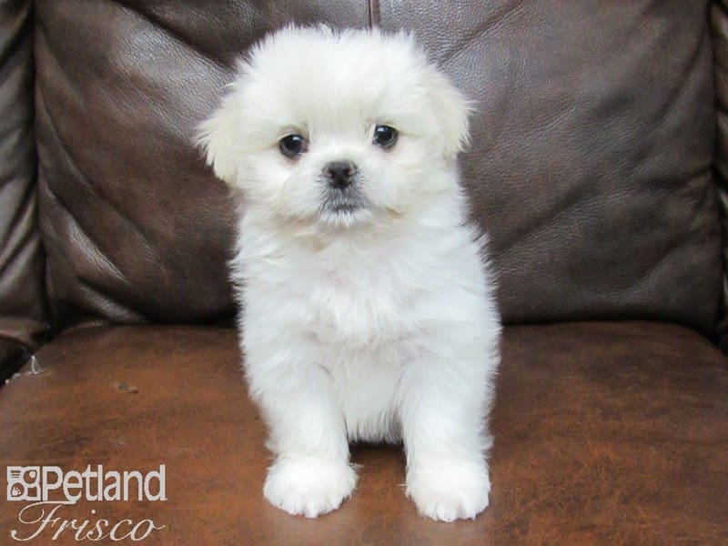 Maltipeke-DOG-Female-White-2669439-Petland Frisco, Texas