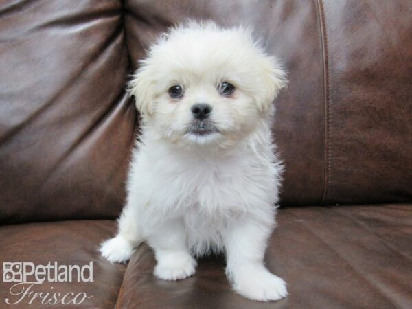 Maltipeke-DOG-Male-White-25069-Petland Frisco & Mckinney, Texas
