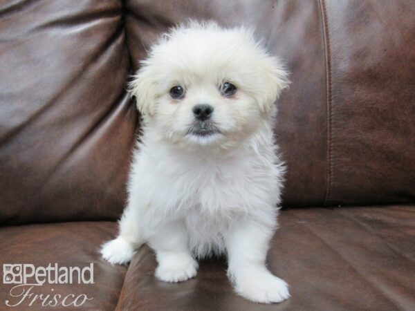 Maltipeke DOG Male White 25069 Petland Frisco, Texas