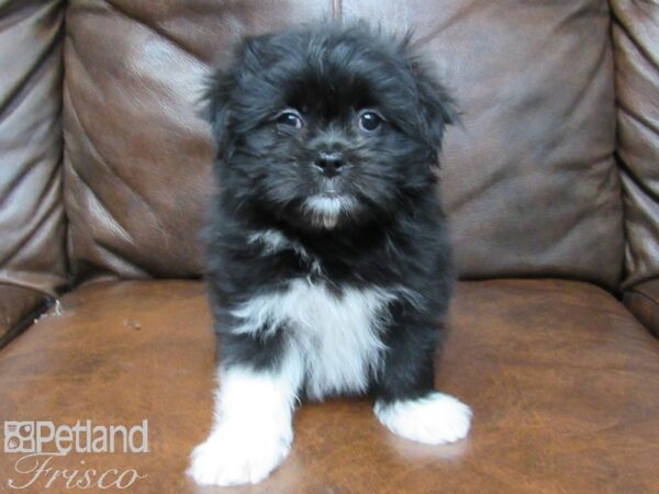 Maltipeke DOG Female Black and White 25067 Petland Frisco, Texas