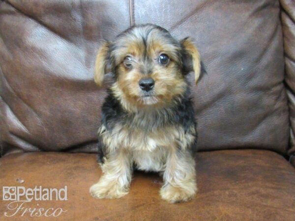 Yorkshire Terrier DOG Female Black & Tan 25066 Petland Frisco, Texas