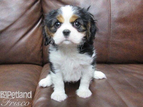 Cavalier King Charles Spaniel DOG Female TRI 25106 Petland Frisco, Texas