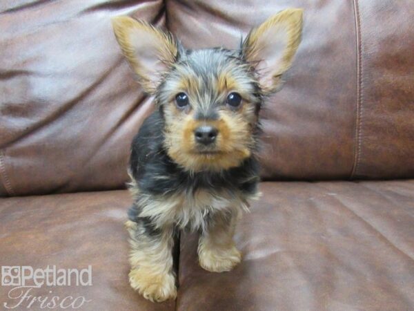 Yorkshire Terrier DOG Male BLK TAN 25105 Petland Frisco, Texas