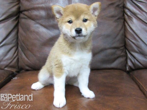 Shiba Inu-DOG-Male-RED-25103-Petland Frisco & Mckinney, Texas