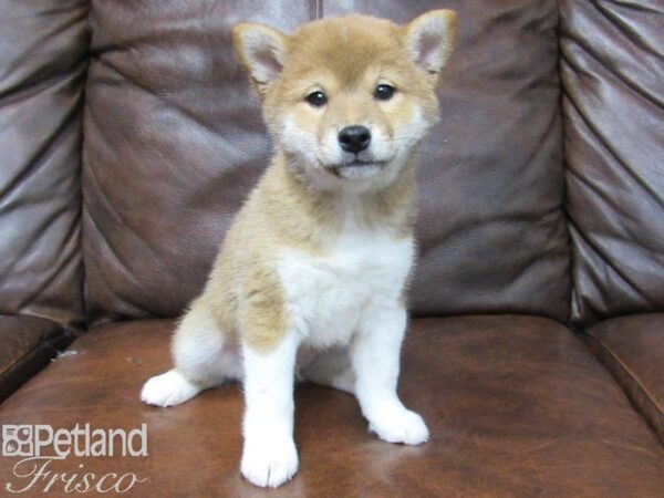 Shiba Inu DOG Male RED 25103 Petland Frisco, Texas