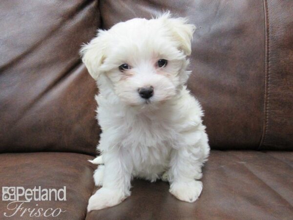 Maltese DOG Female WHITE 25102 Petland Frisco, Texas