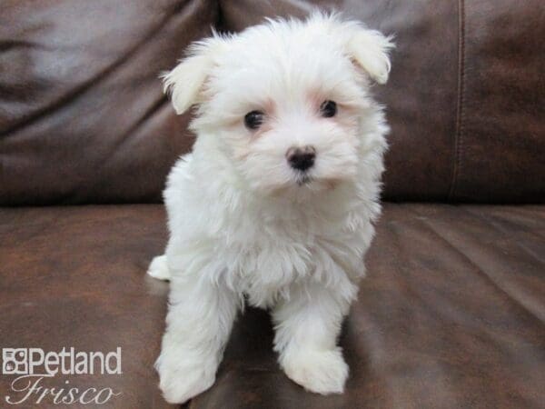 Maltese-DOG-Female-WHITE-25101-Petland Frisco, Texas