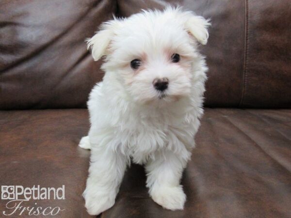 Maltese-DOG-Female-WHITE-25101-Petland Frisco & Mckinney, Texas