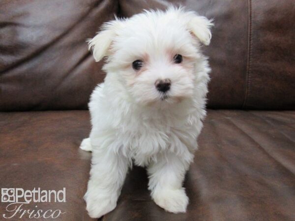 Maltese DOG Female WHITE 25101 Petland Frisco, Texas