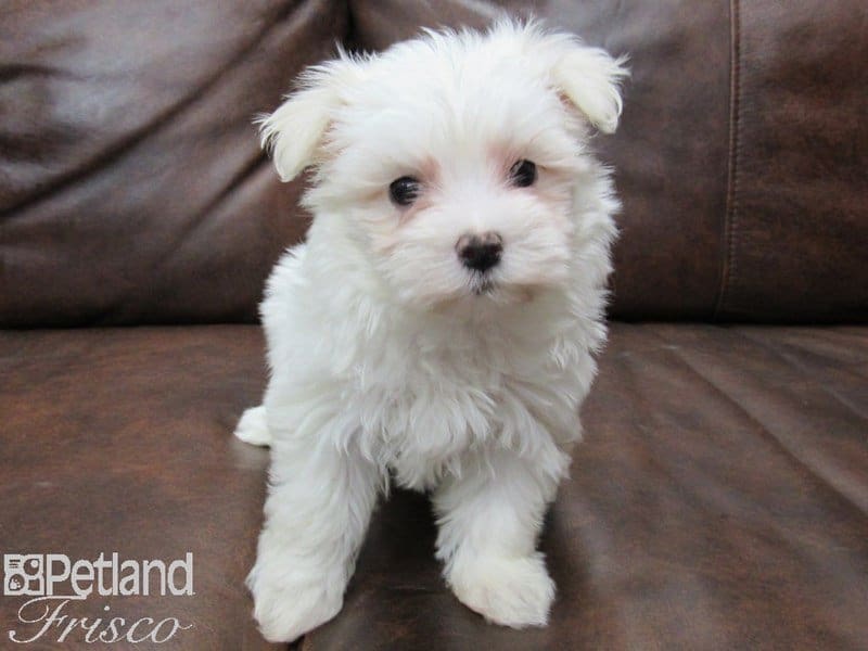 Maltese-DOG-Female-WHITE-2667629-Petland Frisco, Texas