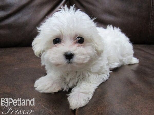 Maltese-DOG-Female-WHITE-25100-Petland Frisco, Texas