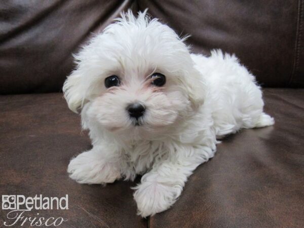 Maltese DOG Female WHITE 25100 Petland Frisco, Texas