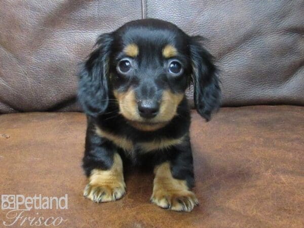 Miniature Dachshund-DOG-Male-BLK TAN-25098-Petland Frisco, Texas