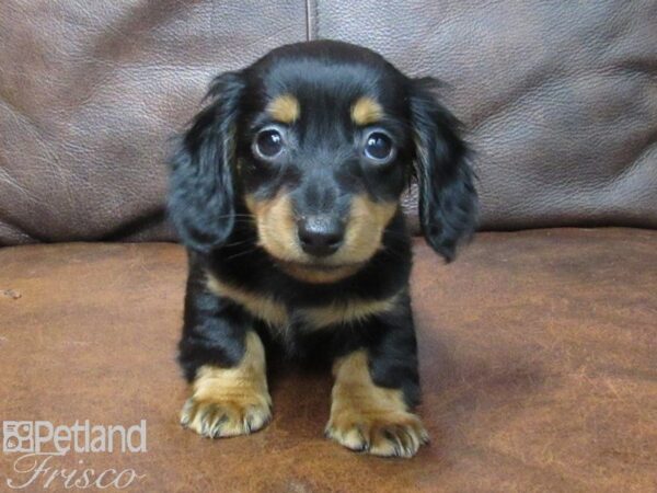 Miniature Dachshund DOG Male BLK TAN 25098 Petland Frisco, Texas