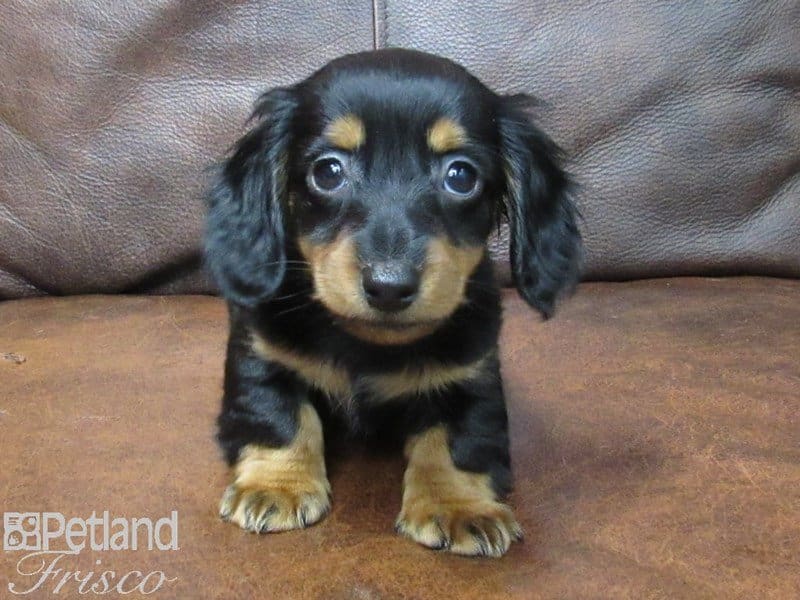 Miniature Dachshund-DOG-Male-BLK TAN-2667552-Petland Frisco, Texas