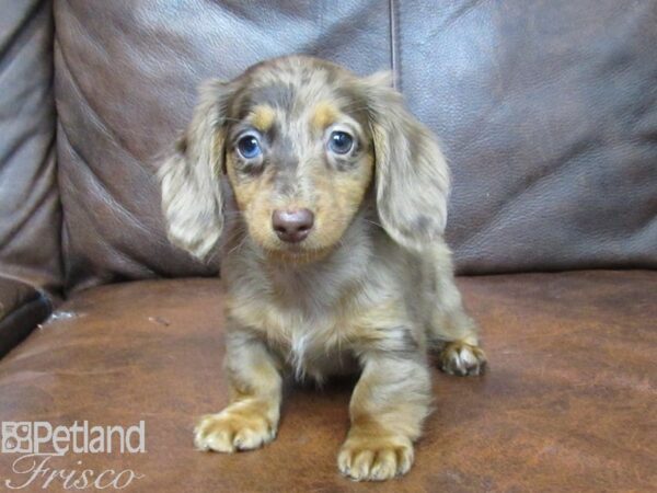 Miniature Dachshund DOG Female DAPPLE 25097 Petland Frisco, Texas