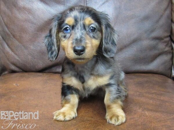 Miniature Dachshund DOG Female DAPPLE 25096 Petland Frisco, Texas