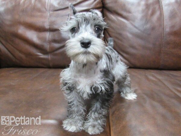 Miniature Schnauzer-DOG-Male-BLUE MERLE-25095-Petland Frisco & Mckinney, Texas