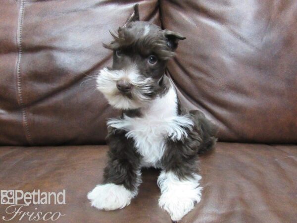 Miniature Schnauzer-DOG-Male-LIVER WHITE-25094-Petland Frisco, Texas