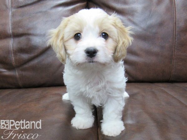 Cava Chon-DOG-Female-BLENHEIM-25093-Petland Frisco, Texas