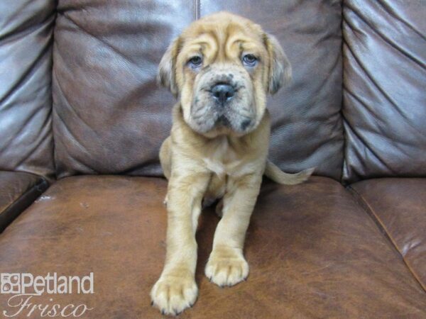 Mini Hippo DOG Male BUFF 25092 Petland Frisco, Texas